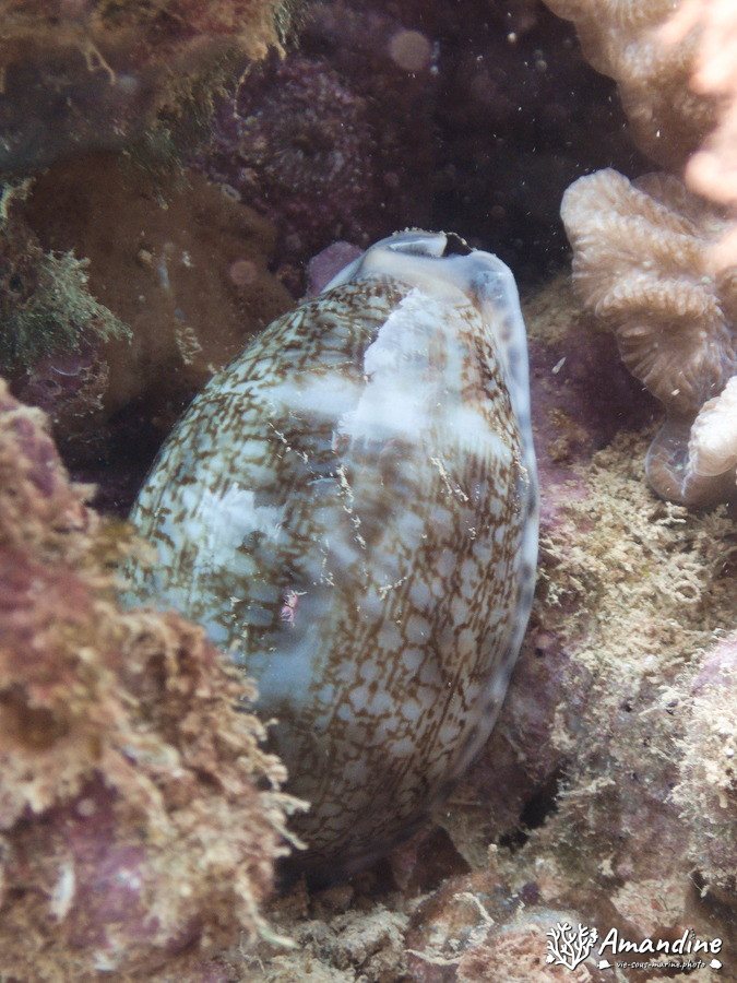 Mollusques