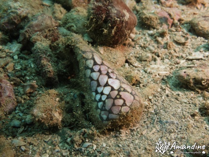 Mollusques