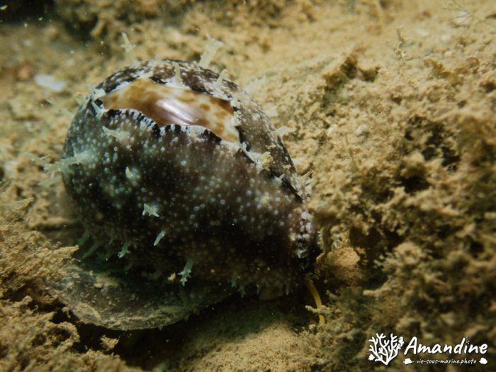 Mollusques