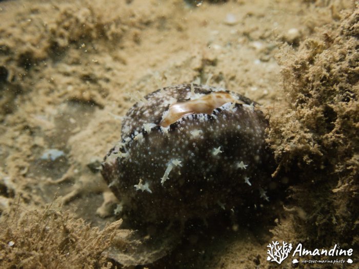 Mollusques