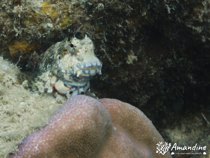 Poissons osseux