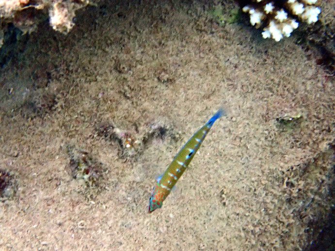Thalassoma lunare
