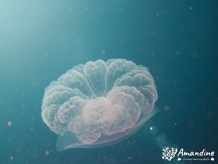 Cassiopea andromeda