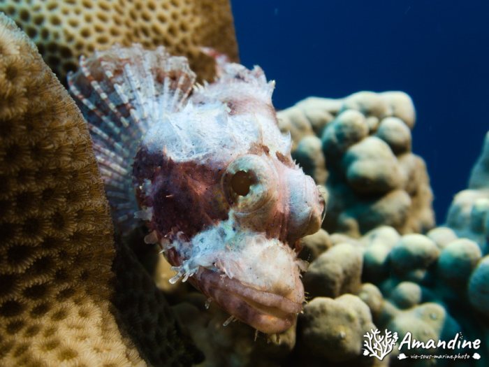 Poissons osseux