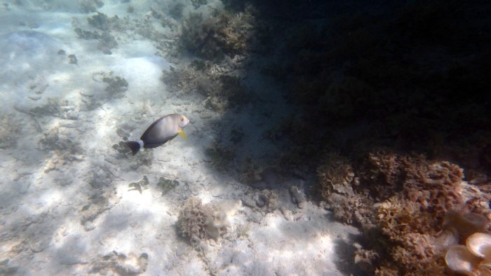 Acanthurus blochii