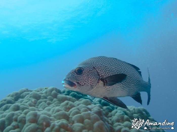 Poissons osseux