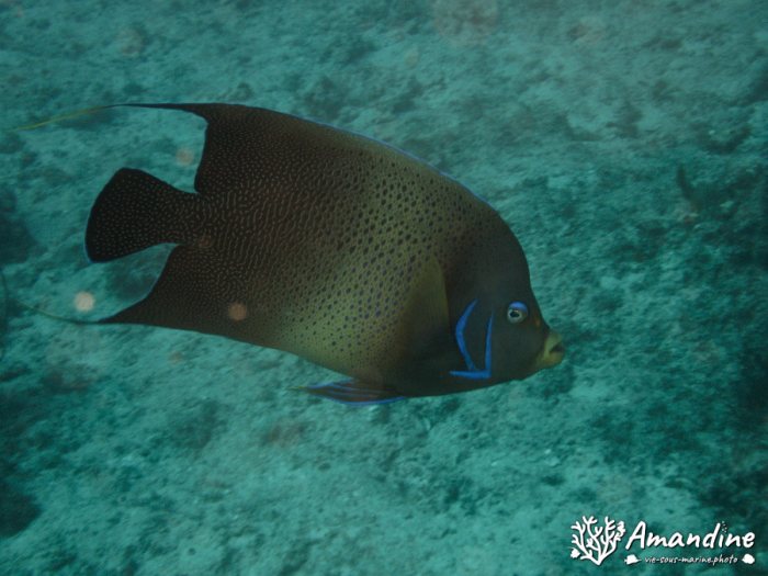 Pomacanthus semicirculatus