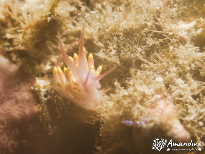 Mollusques