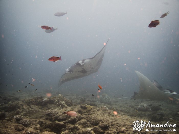 Mobula alfredi