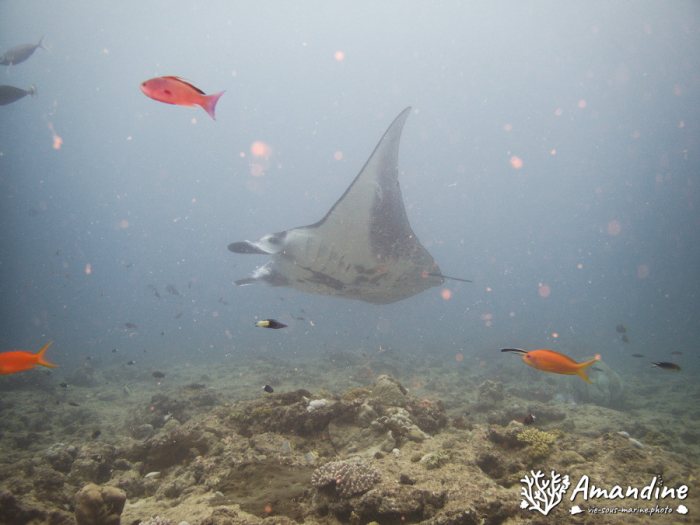 Mobula alfredi