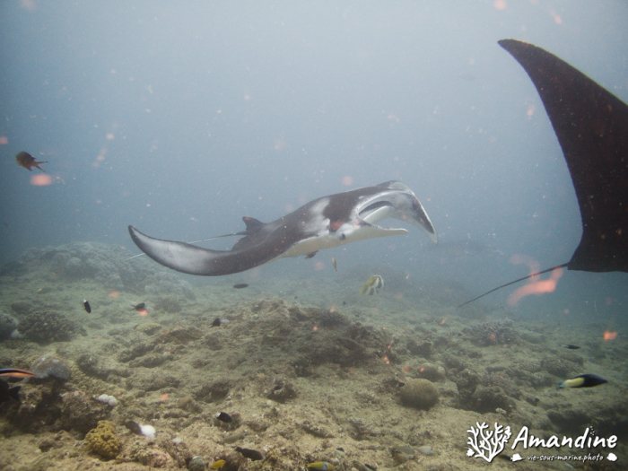 Mobula alfredi