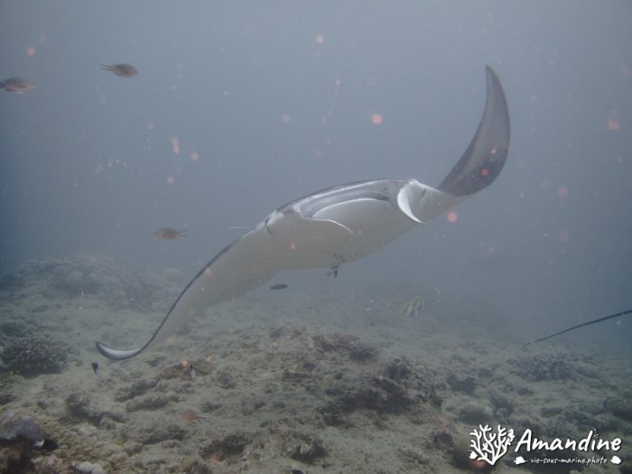 Mobula alfredi