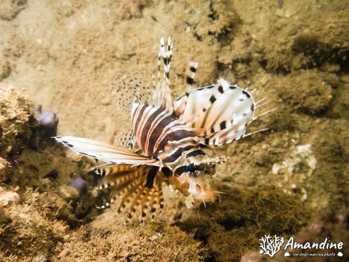 Poissons osseux