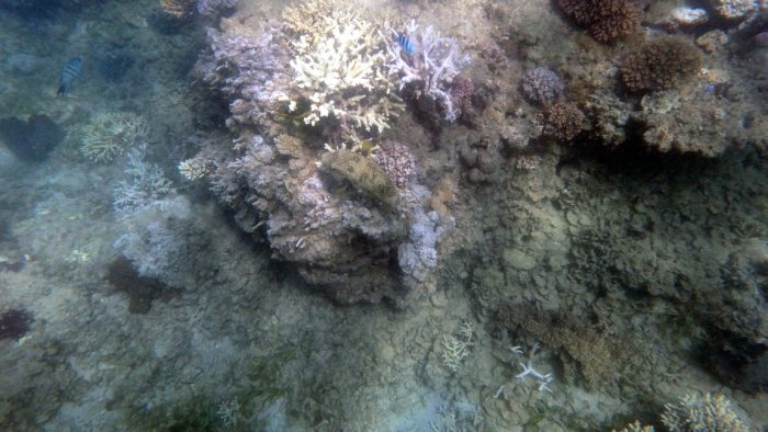 Arothron hispidus