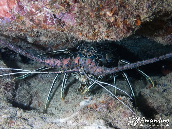 Langouste