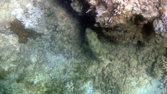 Arothron hispidus