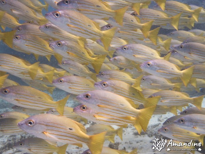 Lutjanus fulviflamma