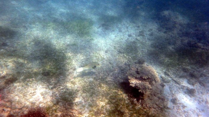 Arothron hispidus