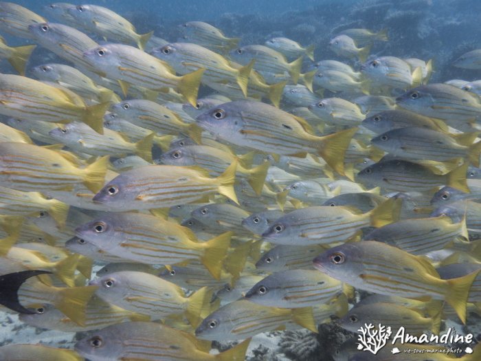 Lutjanus fulviflamma