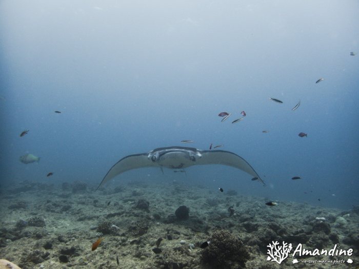 Mobula alfredi