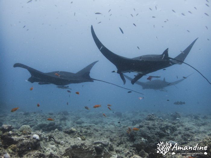 Mobula alfredi