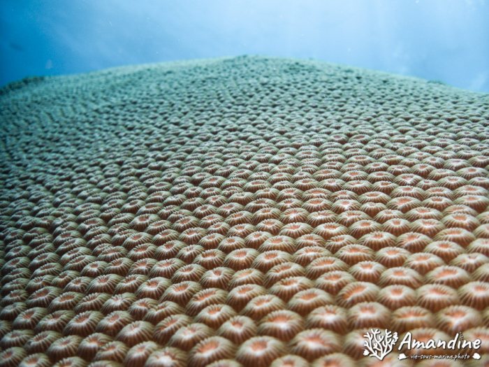 Corail dur