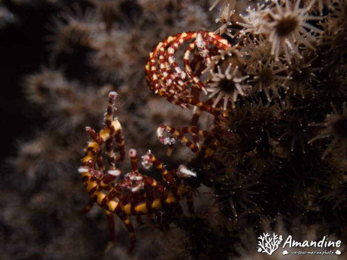 Crinoïde