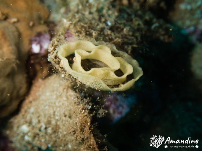 Limaces de mer