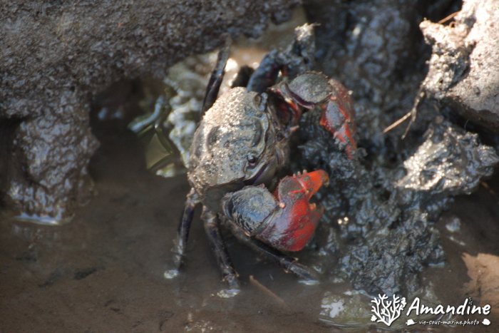 Crabe