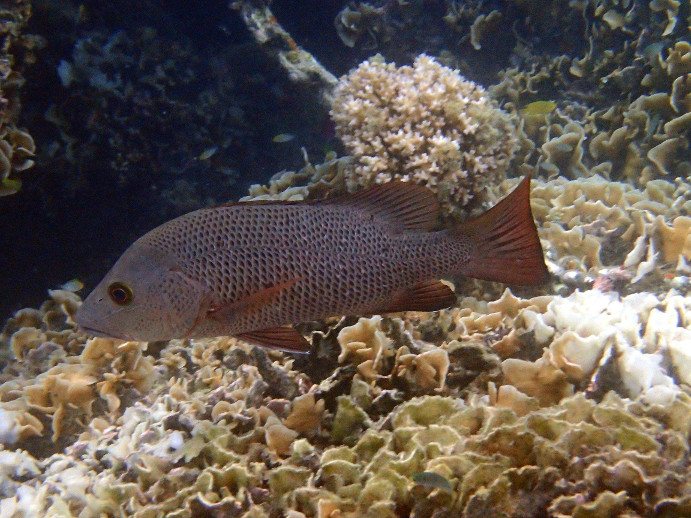 Lutjanus bohar