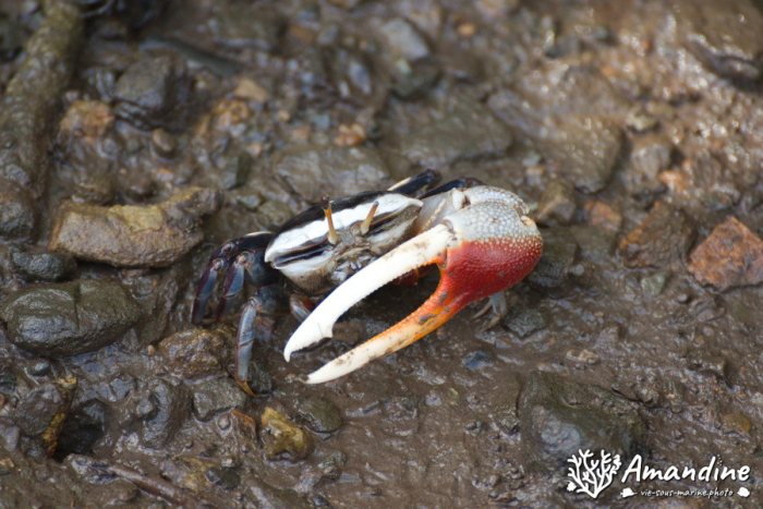 Crabe