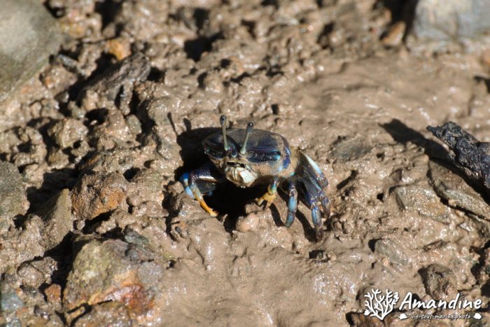 Crabe