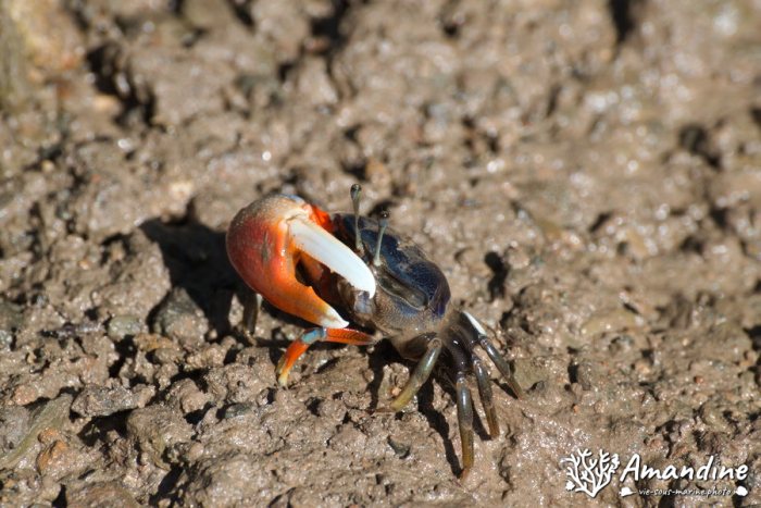 Crabe