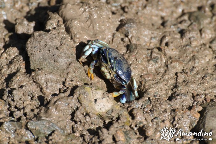 Crabe