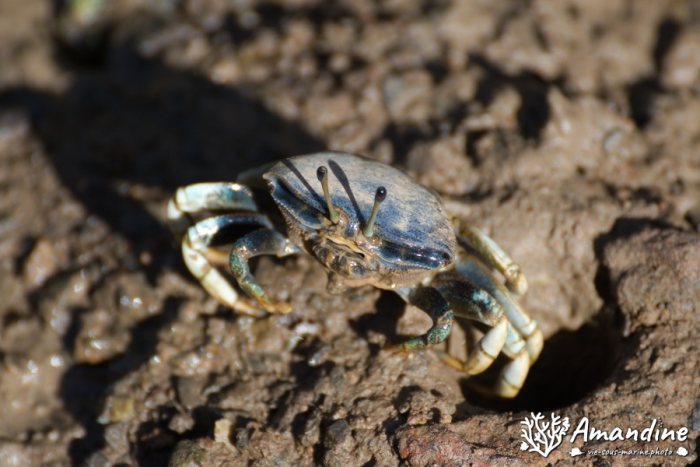 Crabe