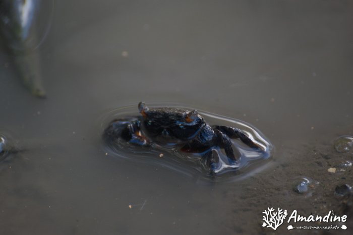 Crabe