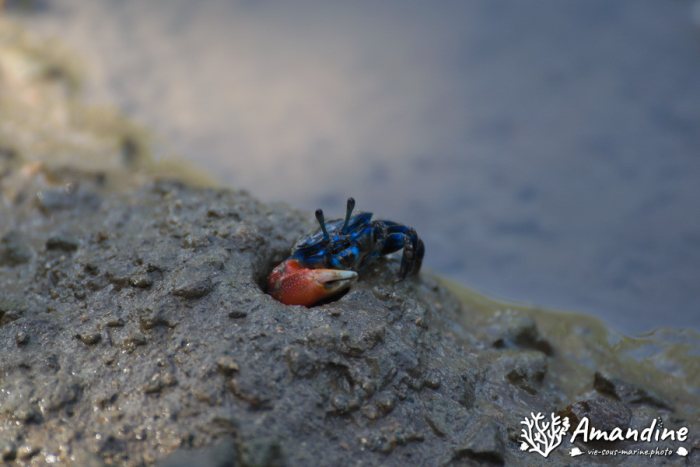 Crabe