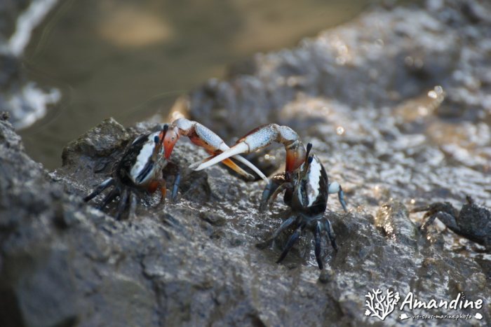 Crabe