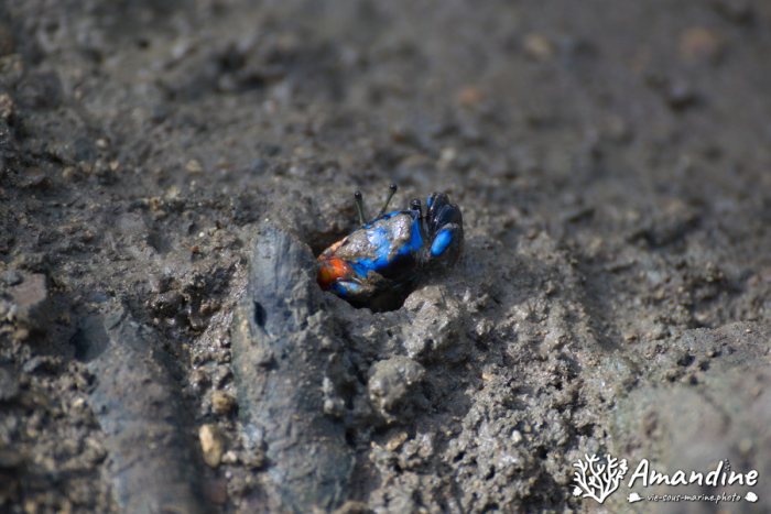 Crabe