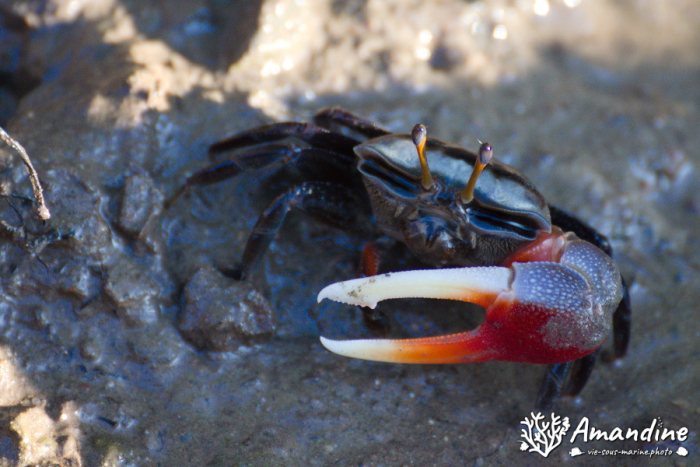 Crabe