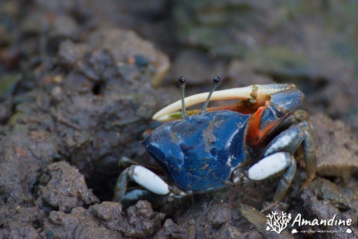 Crabe