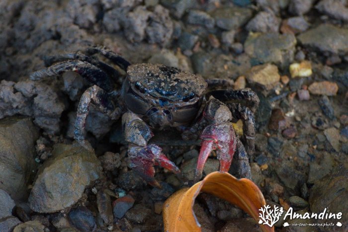 Crabe