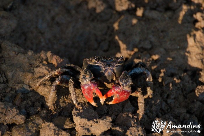 Crabe