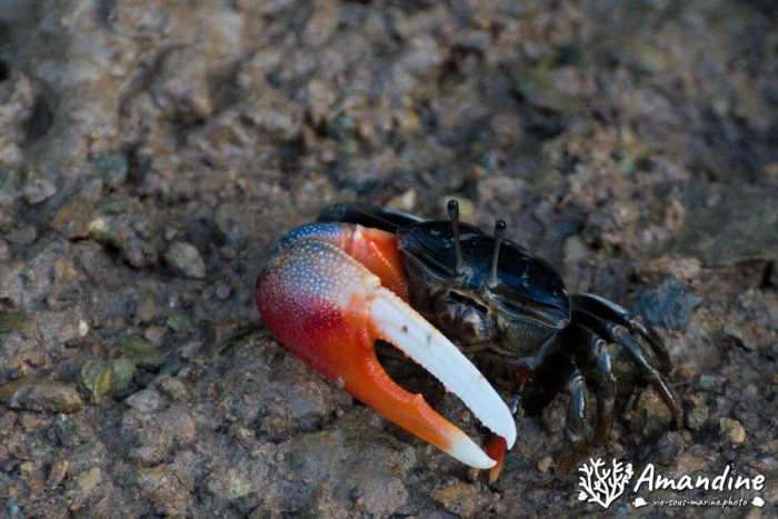 Crabe