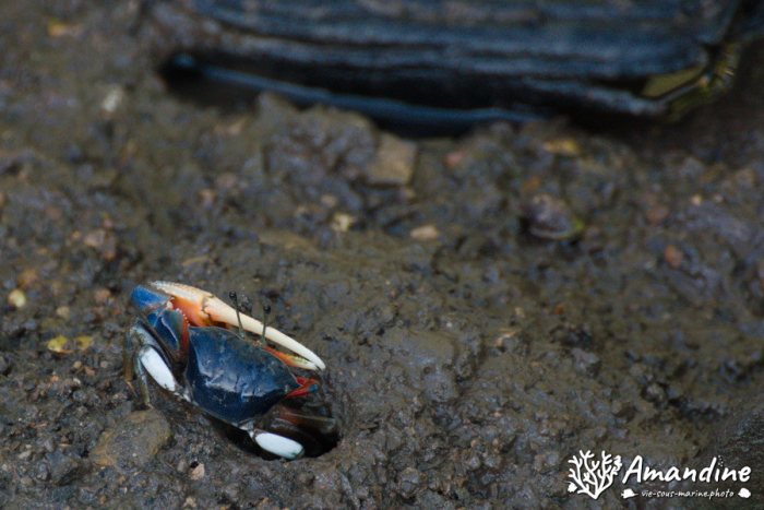 Crabe