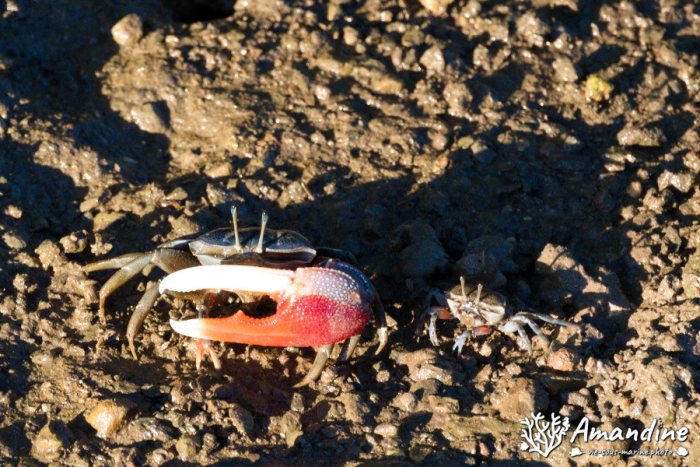 Crabe