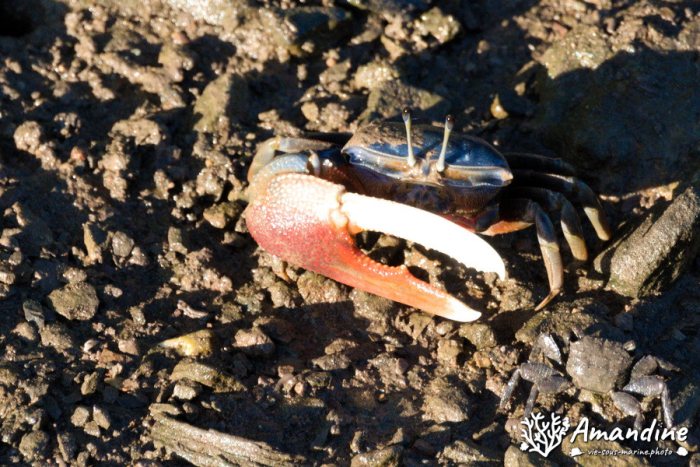 Crabe