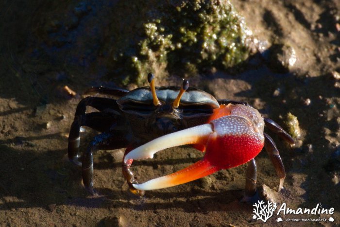Crabe