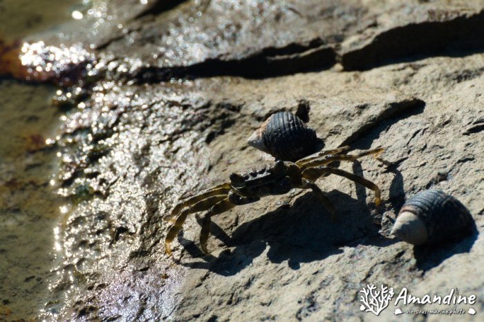 Crabe