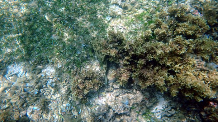 Arothron hispidus